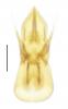 Edaphus lederi